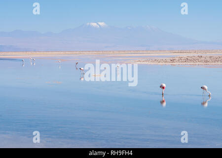 Flamingos in der Laguna Chaxa in der Nähe von San Pedro de Atacama mit Sairecabur Vulcano Stockfoto