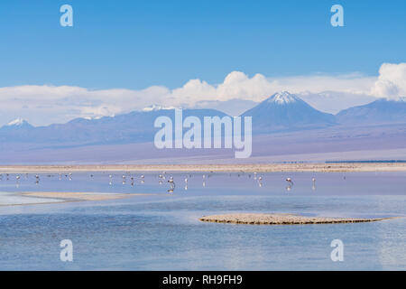 Flamingos in der Laguna Chaxa in der Nähe von San Pedro de Atacama mit Sairecabur Vulcano Stockfoto