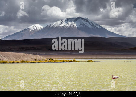 Ein einsamer Anden flamingo Wenn ein Sturm Naht. In großer Höhe Laguna in den bolivianischen Anden erfasst Stockfoto