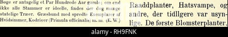 . Botanisk Tidsskrift". Botanik; Pflanzen; pflanzen. Linier (naermere hos H.&amp; O.: 144). Naar de vokser til, dan-ner de en "Tyknings Stangskov senere en" "af faa Meter Højde og Med tät staaende Individer, imellem hvilke Na-turen efterhaanden selv fore-tager nogen Udryddelse ("Spred-Abb. 254. Delvis lyst Bøg Stillet. Neble Skov ved Erz-g Ning"), Før ende Forstmanden ich efter en Snes Aars Forløb werden! Gynder paa en planmaessig Ud-I hugning. Ich Traeer Tykningernes unge betrachters ich Regelen Bla - ich dene Vinteren über, de Bliver ich "Risbøge" (S. 390, Abb. 207). i De er af de naevnte Grunde ich meget Mørk Stockfoto