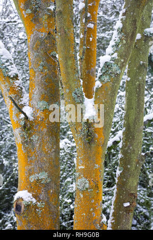 Flechten bedeckt Bäume im Winter. Stockfoto