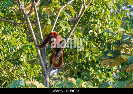 Bolivianischen roten Brüllaffen auf Baum im Nationalpark Madidi, bolivianische Amazon Stockfoto