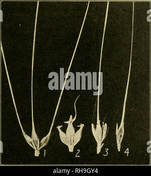 . Die Botanik der Nutzpflanzen; ein Text- und Nachschlagewerk. Botanik, Wirtschaftliche. HORDEUM 137 keine apicaf Ährchen in der Gerste. Die Gruppen der ährchen Arc organisiert abwechselnd auf der rachis. Ährchen und Blume. - Jedes ährchen ist einer - llowcred. Die glumes sind schmal und awn-wie, bilden eine scheinbare in -. Abb. 50.-I, Triplet der Körner sind 6-reihig Gerste (Hordeum vulgare hexastichon); 2 hooded Gerste (H. vulgare trifurcatum); 3, von mittlerer Gerste (H. vulgare Intermedium); 4, zwei-reihig Gerste (H. distichon). Nat. Größe. volucre über die ährchen. Das Lemma ist breite, abgerundete auf der Rückseite, 5-Nerv Stockfoto