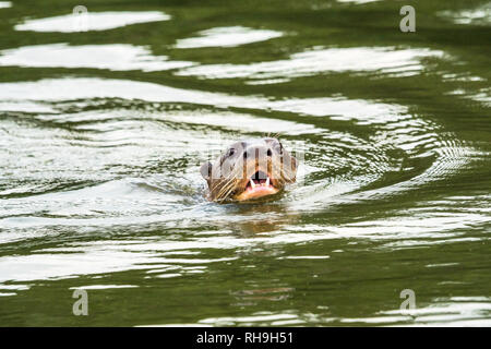 Giant river Otter (Pteronura brasiliensis) am Lago Sandoval im Peruanischen Amazonas Stockfoto