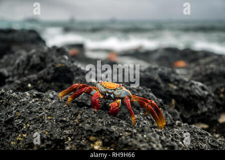 Eine bunte Sally Lightfoot Krabben in Las Bachas Beach Galapagos Stockfoto