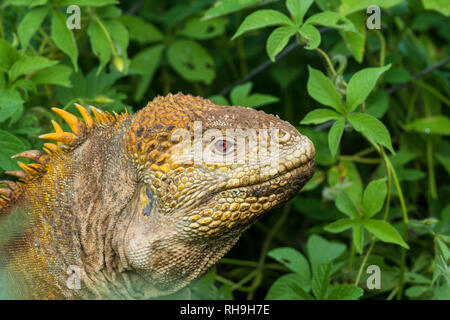 Diese Galapagos land Iguana (Conolophus subcristatus) Ich eine endemische Eidechse Arten des Galapagos Archipels. Stockfoto