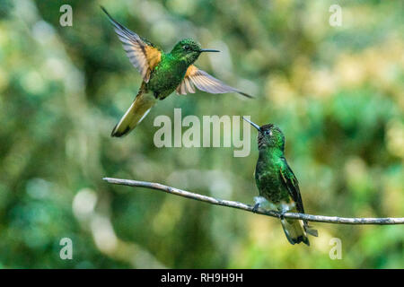 Zwei Brummen - Vögel in Reserva Natual Acaime. In der wunderbar hohen fotografiert - Höhe über dem Wald von Kolumbien Stockfoto