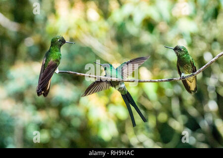 Drei Brummen - Vögel in Reserva Natual Acaime. In der wunderbar hohen fotografiert - Höhe über dem Wald von Kolumbien Stockfoto