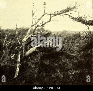 . Botanisk Tidsskrift". Botanik; Pflanzen; pflanzen. 6. Ydre formgivende Kraefter. 215 Mann - tydelig adskille 3 - 4 sukcessive Hovedskud (Schwein. 139) og udpege saavel Resterne bei' den afdøde Skudende som de kraftige blivende Stykker af de sukcessive Skud. Endog paa det Abb. 133 afbildede nedliggende Trae var Dette muligt: Tre sukcessive relative Skud er Ihr Papirsstumper maerkede med. Løvtraeernes Raekkefølge er endnu bloße usikker; ich det hele er det vist umuligt an opstille en almengyldig Orden für Vedplanternes. Abb. 139. En Skovfyr med smuk Sympodiedannelse, I. II, III betegner Tre sukcessive Hovedaxer. - H Stockfoto