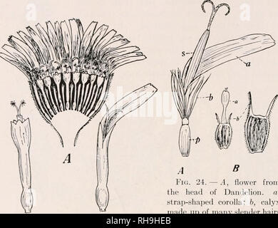 . Botanik für landwirtschaftliche Studenten. Pflanzen. 24 Blumen hanticr; die zwei Seitenteilen, als Flügel bezeichnet, und die einzigen Boot-förmige Teil unter die Flügel, wie der Kiel bekannt. In der Rotklee Blume in Abbildung 21 gezeigt, diese Teile sind hervorgehoben. Die Staubgefäße und Stempel werden vollständig von der Kiel umschlossen, und wenn der Druck wird am Kiel ausgeübt, die Staubgefäße und Stempel aus ihrem Gehege mit viel Kraft. {Abb. 22.). B^Abb. 23. - Blumen der Schafgarbe (Achillea millefolium), einem Verbund. Ein, ein Kopf der Blumen, geschnitten, zeigt die Strap-förmigen Blumen Um die Marge und t Stockfoto