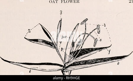 . Botanik für landwirtschaftliche Studenten. Pflanzen. 21. Abb. 18. - Ährchen der Oat Kopf, mit der hüllblätter auseinander die Blumen zu zeigen. Es gibt drei Blumen, nur (1) und (2), entwickeln und fertigen Kernel, e, glumes oder leere glumes;/, Lemma oder der Blüte hüllspelze; Pa, palea; s, Staubgefäßen; p, pistil; r, rachilla. Die Teile der Blumen (2) und (5) werden nicht angegeben. Viele Male erweitert.. Bitte beachten Sie, dass diese Bilder aus gescannten Seite Bilder, die digital für die Lesbarkeit verbessert haben mögen - Färbung und Aussehen dieser Abbildungen können nicht perfekt die Ori ähneln extrahiert werden Stockfoto