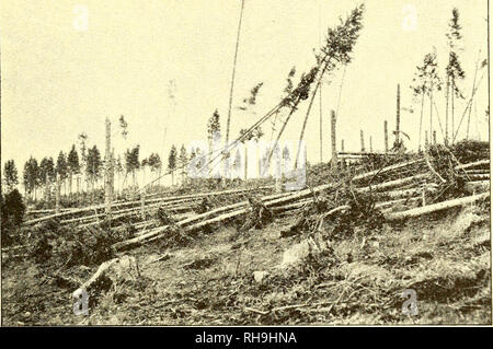 . Botanisk Tidsskrift". Botanik; Pflanzen; pflanzen. 6. Ydre formgivende Kraefter 195 Dannelsen al Haard og moragtig Bund derved. Den kan feje Jorden bort fra Planternes Rødder, saa de laegges Blot, ikke Alene i Klitter, Männer ogsaa w. Ex. paa Faerøernes stormomsuste Bjerge 1 og Inseln vidtstrakte Højsletter 2, eller fra Ørkenernes Urter, Buske og Halv - Buske; ich Sydtunisiens Ørkener har jeg set Lave, tueformede Buske staa paa en 10-15 cm höj Søjle, der var deres Paelerod, Som var blottet derved, Vinden havde bortført Jorden. Selv om Sandet. Abb. 122. Ich Stenholtvand Granskov (3. Kronborg Distrikt) efter Stockfoto