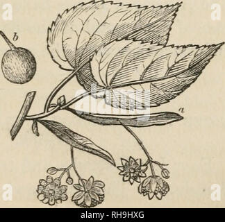 . Botanik für Damen; oder, eine populäre Einführung in das natürliche System der Pflanzen, entsprechend der Klassifizierung von De Candolle. Pflanzen-- Klassifizierung. CHAP. 1.] TILIACE^. 301 Werk häufig in englischen Gärten; der fünfte {Domheyacece) ist am besten durch Astrapcea Wallichii bekannt. Die Qualitäten der alle Pflanzen in dieser Reihenfolge sind schleimige. Um XXXI.- TILIACE ^.- DER LINDEN STAMM. Die einzige Gattung der natürlichen Ordnung Tiliacese der leicht in Großbritannien beschafft wird, der Tilia, die Linden. Die gemeinsame Linde (Tilia europcea) ist in der Regel ein hohes, gut-gebildet, Baum, mit eher b Stockfoto