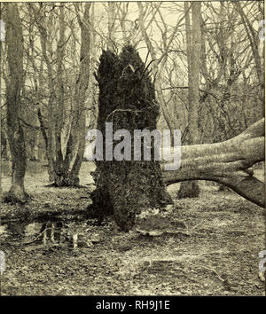 . Botanisk Tidsskrift". Botanik; Pflanzen; pflanzen. 4. Traeernes Rødder151i Forbindelse med fladgrundet Bund paa Klippegrund. Bei Rødderne formaar bei laempe deres Ehemalige efter Kaarene, äh velbekendt; paa mager Jordán bliver de Lange, paa naeringsrig kortere, staerkere og. Fi g. 94. De Moor, der blev vaeltet af" Julestormen" 1902. Jægersborg Dyrehave. (E. W.) taettere grenede. Er Ligeledes der Jo en Forskel paafaldende Mellem "Landrødder "og" Vandrødder", hvad isaer med Pilerødder traeder staerkt Frem, der er komne ind ich Draenrør; de bliver umaadelig lange, tynde og staerkt, grenede aabenbart unter Paavirkn Stockfoto