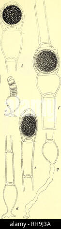 . Botanisk Tidsskrift". Botanik; Pflanzen; pflanzen. - 409 -. Abb. 17.. Bitte beachten Sie, dass diese Bilder sind von der gescannten Seite Bilder, die digital für die Lesbarkeit verbessert haben mögen - Färbung und Aussehen dieser Abbildungen können nicht perfekt dem Original ähneln. extrahiert. Botaniske forening i København. København: H. Hagerups Forlag Stockfoto