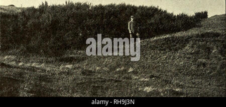 . Botanisk Tidsskrift". Botanik; Pflanzen; pflanzen. 142 3. Danmarks Vedplanter og Halv-Vedplanter Henne ich August modnes dens Baelge, der Med et Smaeld Springer op og * slynger Frøene bort. Lit.: A. Mentz 1906. Focke ich Brem. Abhandl. 12. Og. 08; 363; 16, 305. Visse (Genista) er en anden Slaegt af De AErteblomstredes Familie. Vore Arter äh lave Halv-Vedplanter, som er jydske naesten udelukkende Hedeplanter; kun zu Arter äh fundne ich det nordvestlige anglicq og Fyn (G. G. dolmetsch). Kun een Kunst er Inschrift i Norge (G. tinc- TORIA), Männer nogle findes ich Sydvest-Sverige. De er mest oprette, med kraftig Primrod, og Stockfoto