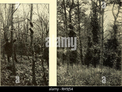 . Botanisk Tidsskrift". Botanik; Pflanzen; pflanzen. 138 3. Danmarks Vedplanter Halv-Vedplanter Slyngplanter formaar og ikke an slynge sig om Stammer, der er über en vis Tykkelse saaledes Gaar, og det ogsaa Vedvindel; tykke Traeer magter den IKKE. Det er derfor ret besynderligt, im den kan komme saa højt op ich Traeerne, Som den faktisk gør. Gaaden maa formentlig løses saaledes: det er vist i Ege-og isaer Grantraeer, im den naaer saa højt op, og det er da Egenes mange Granernes Vanris og Eller. Abb. 84. Et lille Trae, hvis Stamme er prop-Abb. 85. Vedvindel (Lonicera periclymenum) paa Fyr. traekkerformet in Stockfoto