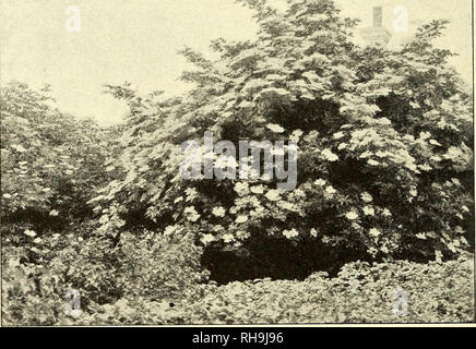 . Botanisk Tidsskrift". Botanik; Pflanzen; pflanzen. 116 3. Danmarks Vedplanter og Halv-Vedplanter Haver. Ich Norge gaar den op o. til Gudbrandsdalen ich de lavere Egne, i Sverige til Norrland. Den blomstrer hos os ich Maj-Juni. Lit.: Blomquist 1911: 63. Lindman 1914: 272. Og. 1908: 380; 1916: 465. Af-Slaegten Hyld (sambucus) er Kun een Kunst virkelig Vild hos os, nemlig Almindelig Hyld (Sambucus nigra L.). (Norsk: Hyll. Svensk: Hyll, Fläderhyll). Den er meget Almindelig über i hele Danmark, og som Skovbryn Hegn Underskovsbusk ich lyse Skove; desuden Plantes den Meget al-mindelig ich Haver og har ofte ogsaa fo Stockfoto