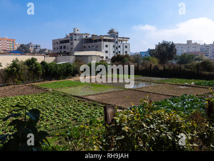 Gärten im Zentrum der Stadt, in der Provinz Asir, Abha, Saudi-Arabien Stockfoto