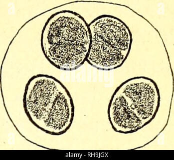 . Botanisk Tidsskrift". Botanik; Pflanzen; pflanzen. - 235 S. Sebaldi Reinsch, w. Groenlandica Borges, S. megacanthum Lund, S. sp. Und Cosmarium sp. Ich bin mir nicht ganz sicher in Bezug auf die Ermittlung des Oocystis lacustris; die Form beobachtet hat 4 Zellen, etwa 20 / 14^^ lang und breit; die chromatophoren sind 2 in der Zelle, aber die Wände sind fast nicht an der apices incrassated; es ähnelt der Abbildung von Borge Abb. 8. Oocystis la-(Bot. Notiser, 1900, PL 1, Abb. 3), von denen Es custris Chodat (?). unterscheidet sich nur durch die Zellen, ein wenig abgeschwächt (4 o 0/i -) in Richtung der apices (siehe die f Stockfoto