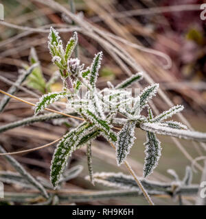 Verbena bonariensis nach einem starken Frost. Stockfoto