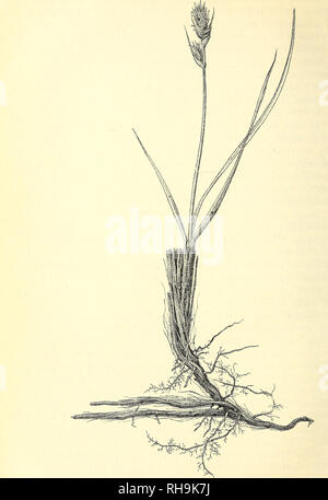 . Botanisk Tidsskrift". Botanik; Pflanzen; pflanzen. - 84 -. Abb. 15. Carex Physodes. April. (Nat. Størr.).. Bitte beachten Sie, dass diese Bilder sind von der gescannten Seite Bilder, die digital für die Lesbarkeit verbessert haben mögen - Färbung und Aussehen dieser Abbildungen können nicht perfekt dem Original ähneln. extrahiert. Botaniske forening i København. København: H. Hagerups Forlag Stockfoto