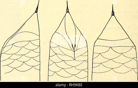 . Botanisk Tidsskrift". Botanik; Pflanzen; pflanzen. Abb. 6. Bhizosolenia Clevei Ostf. (^).. Bitte beachten Sie, dass diese Bilder sind von der gescannten Seite Bilder, die digital für die Lesbarkeit verbessert haben mögen - Färbung und Aussehen dieser Abbildungen können nicht perfekt dem Original ähneln. extrahiert. Botaniske forening i København. København: H. Hagerups Forlag Stockfoto