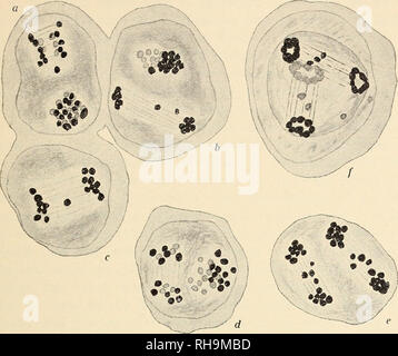 . Botanisk Tidsskrift". Botanik; Pflanzen; pflanzen. - 389 -. Abb. 8 (2500/1). a-e: Homotypic ana-telophases in spontanen Hybrid parv, lut. (V. 246 - 14). f: Homotypic telophasis in künstlichen Hybriden parv, Pall (Fx). Bitte beachten Sie, dass diese Bilder sind von der gescannten Seite Bilder, die digital für die Lesbarkeit verbessert haben mögen - Färbung und Aussehen dieser Abbildungen können nicht perfekt dem Original ähneln. extrahiert. Botaniske forening i København. København: H. Hagerups Forlag Stockfoto