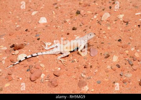 Zebratail Lizard oder Zebra-tailed Lizard (callisaurus draconoides), männlich, auf einer trockenen Sand Creek Bed, Valley of Fire State Park Stockfoto