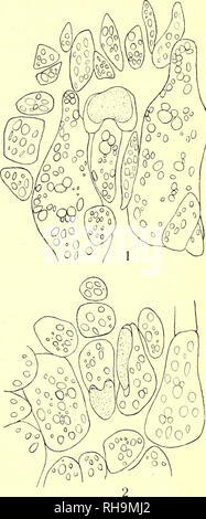 . Botanisk Tidsskrift". Botanik; Pflanzen; pflanzen. - 101 - chromatophoren und Stärke, wie sie in einigen Fällen Zwischenstufen sind gefunden. Oft ist eine Ähnlichkeit mit Ghytridinean Parasiten offensichtlich aber keine zoosporen oder andere Spuren solcher gefunden werden. Die Inhalte geben Reaktion für proteid - Materie mit dem Reagenz von Millon und mit Salpetersäure (mit folgenden Behandlung mit Munition-nium Hydrat). Sie Nicht fetthaltige Substanz enthalten. Durch Jodine ist gelblich und durch Fuchsin rötlich gefärbt; diese Zellen sind weitere gebeizt mit Hansens trioxyhaemateine aus Eisen. Sie scheinen in einigen Fällen verschwinden und verlieren Stockfoto