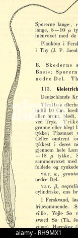 . Botanisk Tidsskrift". Botanik; Pflanzen; pflanzen. 402 nede, gulgrønne Eller graa-Blaa, indsnørede, 4,5 - 9 ft; tykke Plasmaet med-Luft-vakuoler; de nedre Celler omtrent Sporerne isodiametriske; lange, regelmaessigt cylindriske, 50 pi lange, 8-10 pi tykke, Sporevaeggen ikke Sam-menvoxet Med de tynde, hindeagtige Skeder. IL Plankton ich Ferskvand, ich Dein (J. S. Jacobsen).. Jylland: Tvorup Sø Abb. 35. Gloiotr natans (Hedw.) Rabenhorst, div. Ss, aeqvalis. Isoleret Traad med Moden Spore. 225: 1. B. Skederne saek Für m et udvidede oftest ved-Basis; Sporerne bredest i deres nedre Del Thailus efterhaande Stockfoto