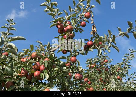 Rote reife Äpfel auf einem Baum, Altes Land, Niedersachsen, Deutschland Stockfoto