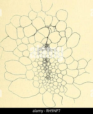 . Botanische Zeitung. Pflanzen, Pflanzen. 41 zwar besonders die kleinen führen zahlr auffallend große, gewöhnlich sehr unregelmäßig geformte Gefäße, die sich, wie bereits erwähnt, durch die außerordentlich große Abrollungs-fähigkeit der spiraligen Verdickungen auszeichnen. Dns-Phluem ist Orig.- stark reduziert. Bitte beachten Sie, dass diese Bilder sind von der gescannten Seite Bilder, die digital für die Lesbarkeit verbessert haben mögen - Färbung und Aussehen dieser Abbildungen können nicht perfekt dem Original ähneln. extrahiert. Mohl, Hugo von, 1805-1872; Schlechtendal, D. F. L. von (Diederi Stockfoto