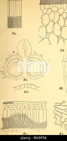 . Botanisk Tidsskrift". Botanik; Pflanzen; pflanzen. Botanisk Tidsskrift". 20. Binden.. B. in Gramm del.. Bitte beachten Sie, dass diese Bilder sind von der gescannten Seite Bilder, die digital für die Lesbarkeit verbessert haben mögen - Färbung und Aussehen dieser Abbildungen können nicht perfekt dem Original ähneln. extrahiert. Botaniske forening i København. København: H. Hagerups Forlag Stockfoto