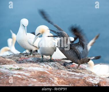 Junge Northern Gannet (Morus bassanus) in der Jugend Kleid argumentiert mit Alto, Lummenfelsen, Insel Helgoland, Nordsee Stockfoto