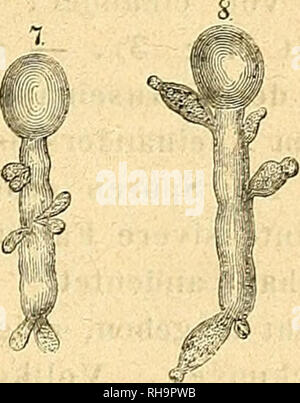 . Botanische Zeitung. Pflanzen, Pflanzen. Sterben Nährpflanze dieses Parasiten-der frühe-ren Farinaria Scabiosae Sowerby's-ist-knau-tia atropurpurea Keul. *). Das eigentliche Myzel desselben, characteristisch auftretend in Gestalttherapie, derbwandiger doppeltcontourirter, mit wässerigem Inhalt meistens erfüllter Fäden, fand ich nur in der Höhle Antherenwänden verbreitet. Weiter abwärts liess es sich in keinem Theile der Nährpflanze mit Sicherheit nachweisen, obgleich sterben Nachforschung so früh geschah, als nur dessen Anwesenheit, aus*) Tulasne | vermuthete fälschlicherweise, in Thunfischwadenfänger elassischen Arbeit" Mem Stockfoto