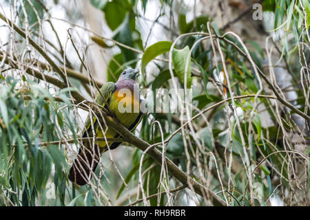 Rosa - Grün - Taube [Treron vernans] Stockfoto