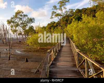 Boardwalk durch Mangrovensümpfe im Bako Nationalpark, Borneo, Malaysia Stockfoto