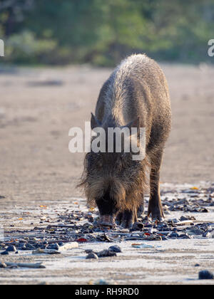 Bärtige Schwein (Sus Barbatus) Futtersuche am Strand im Bako Nationalpark, Borneo, Malaysia Stockfoto