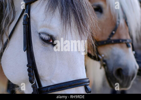 Augen und Schnauze des weißen Pferdes. Portrait von Pferd mit Art und traurigen Blick, mit Zaumzeug. Tiere detail. Close-up. Stockfoto