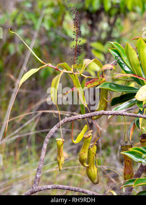 Kannenpflanze (Nepenthes (v. griech.) Bako Nationalpark, Borneo Stockfoto