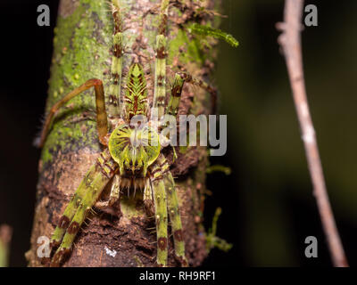 Flechten Huntsman Spider (Heteropoda boiei) im Gunung Mulu Sarawak, Borneo, Malyasia Stockfoto