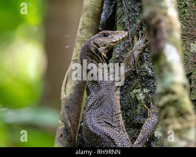 Wasser Monitor (Varanus Salvator) Kletterbaum in Taman Negara National Park Stockfoto