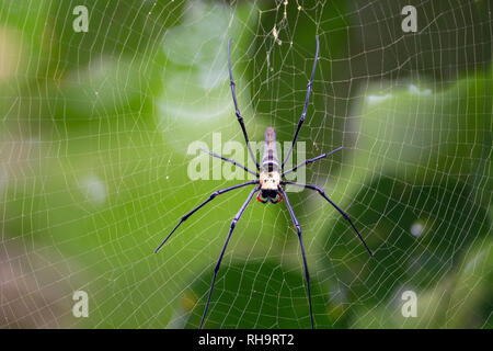 Riesige hölzerne Spinne (Nephila pilipes), Penang Hill, Malaysia Stockfoto