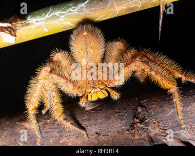 Huntsman spider (Heteropoda davidbowie) im Taman Negara National Park, Malaysia Stockfoto