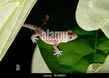 Gefleckte Haus Gekko Gecko (monarchus) im Taman Negara National Park, Malaysia Stockfoto