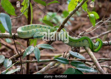 Wagler's pitvipers (Tropidolaemus wagleri) Paarung im Bako Nationalpark, Borneo, Malaysia Stockfoto