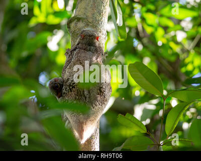 Sunda Flying Lemur (Galeopterus variegatus) mit Baby im Bako Nationalpark, Borneo, Malaysia Stockfoto
