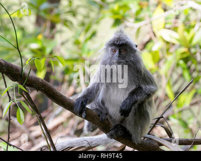 Versilbert Blatt Monkey (Trachypithecus cristatus), Bako Nationalpark, Borneo, Malaysia Stockfoto