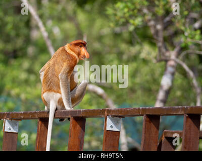 Nasenaffe (Nasalis Larvatus), Bako Nationalpark, Sarawak, Borneo, Malaysia Stockfoto